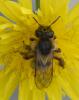 Andrena sp.